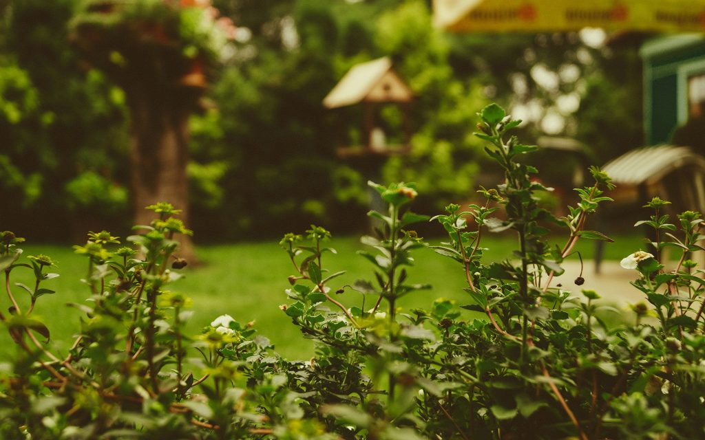 Close-up of green plants with small white flowers in a garden, with blurred trees, grass, and outdoor furniture in the background.