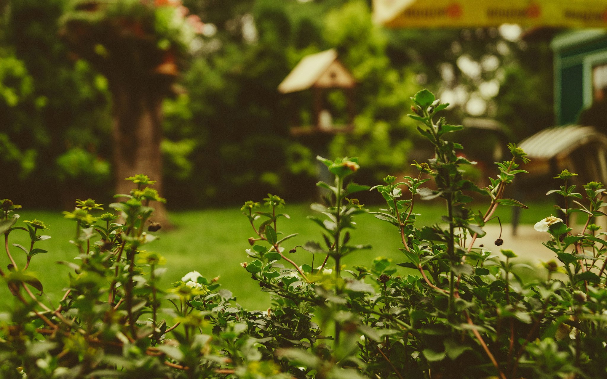Close-up of green plants with small white flowers in a garden, with blurred trees, grass, and outdoor furniture in the background.