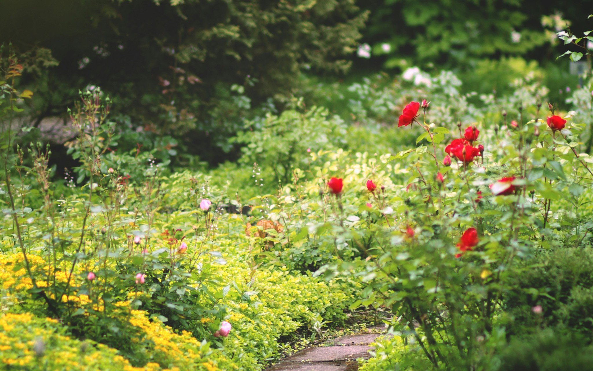 A garden with lush green plants, blooming red roses, yellow groundcover, and a narrow stone path winding through the foliage.