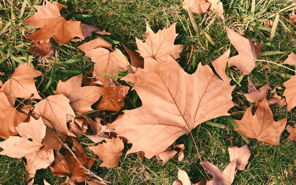 Dry brown maple leaves scattered on green grass.