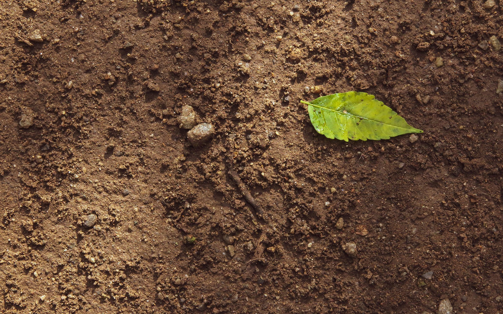 A single green leaf lies on brown soil with small rocks scattered around.