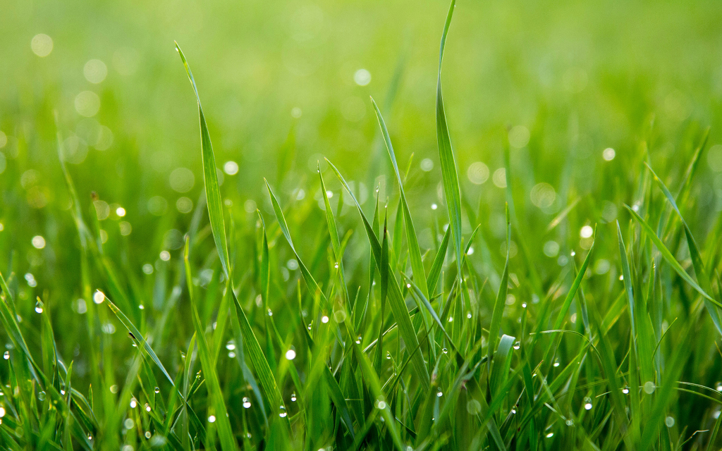 Close-up of green grass blades with water droplets on them, shown in natural daylight with a softly blurred background.