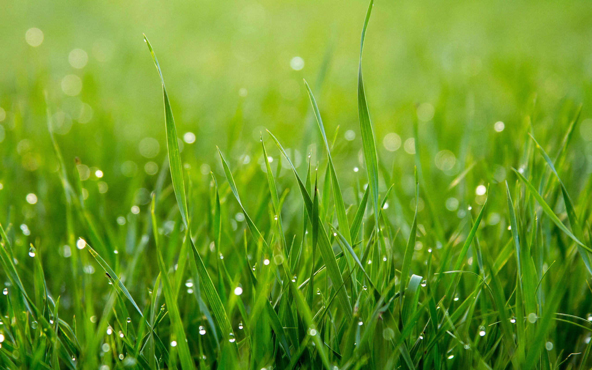Close-up of green grass blades with water droplets on them, shown in natural daylight with a softly blurred background.