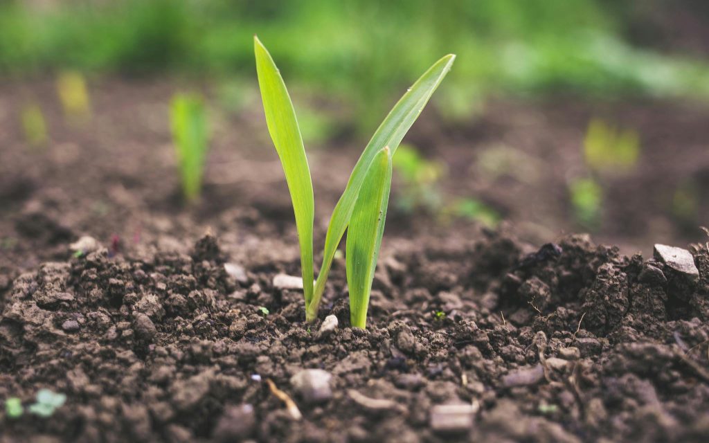 Two green plant sprouts emerging from brown soil, with a blurred green background.