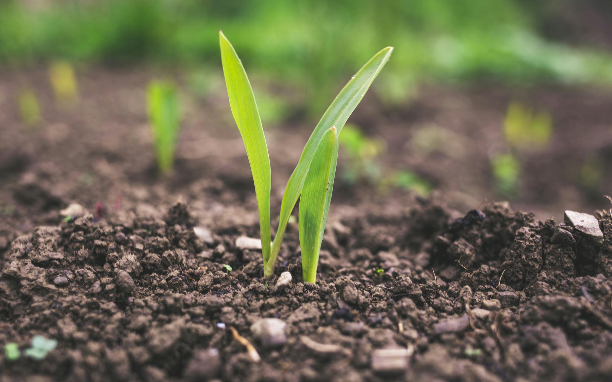 Show #156 - Fall Lawn Rehab: Build Better Soil for a Healthier Lawn